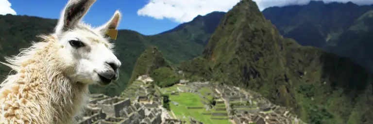 7 days Ayahuasca retreat + Machupicchu